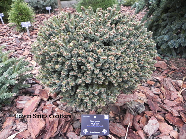 Picea glauca 'W.B. Jay'